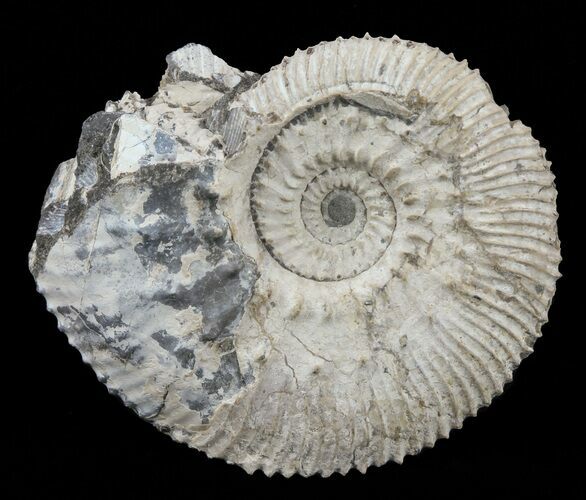 Wide Kosmoceras Ammonite - England #60301